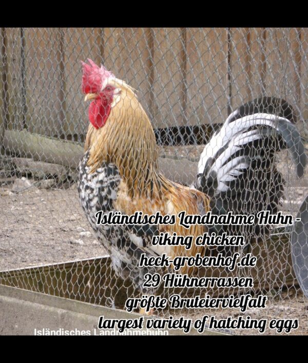 Bruteier Isländische Landnahmehühner