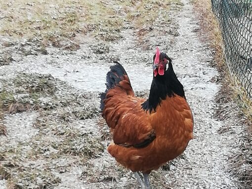 Unser Sortiment - Heck Grobenhof