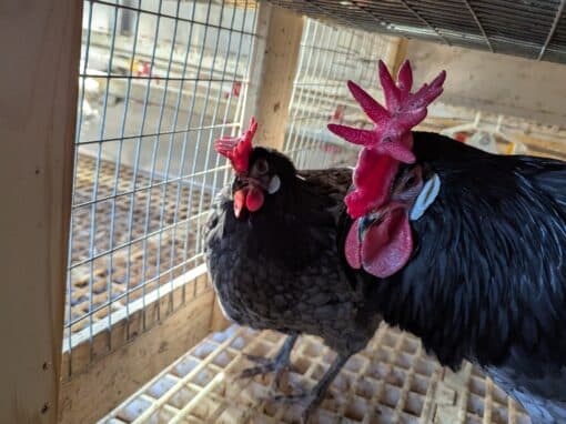 Unser Sortiment - Heck Grobenhof