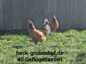 Bruteier blaue Vorwerkhühner