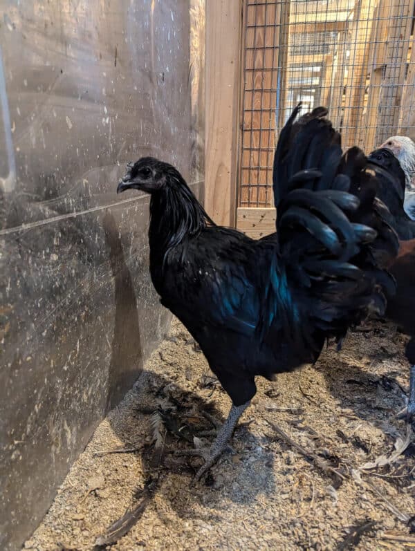 Bruteier philippinisches Huhn ohne Namen