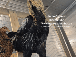 Bruteier Indio Gigante