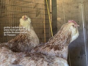 Bruteier große Deutsche Lachshühner