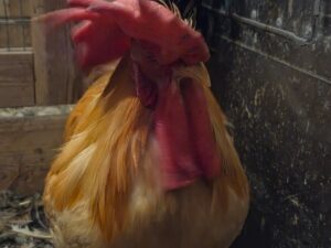 Bruteier Piomonteser Huhn