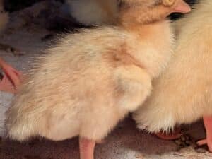 Bruteier Bali Laufenten Silber-Wildfarbig