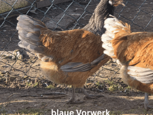Bruteier blaue Vorwerkhühner