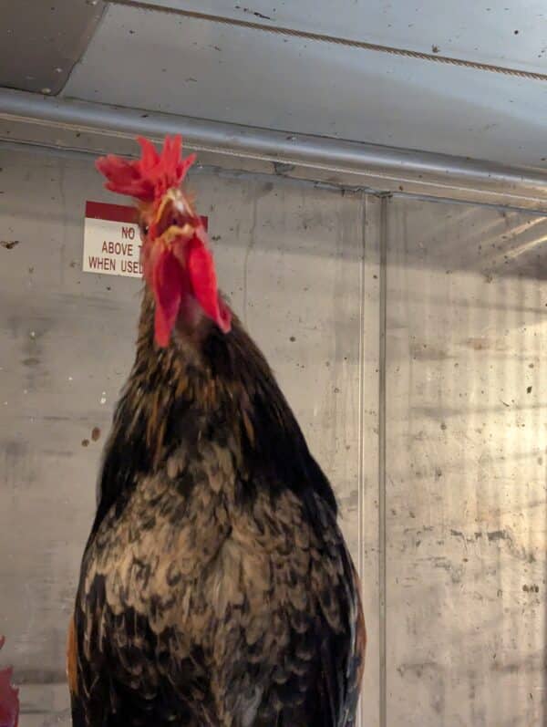 Bruteier Sizilianische Kronenkämme Gallina Siciilana Coronata – Bild 2