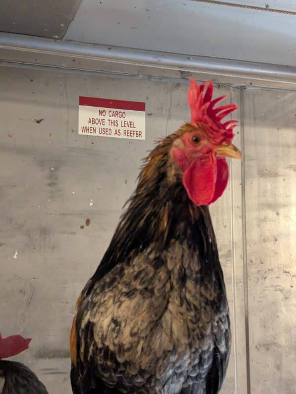Bruteier Sizilianische Kronenkämme Gallina Siciilana Coronata – Bild 4