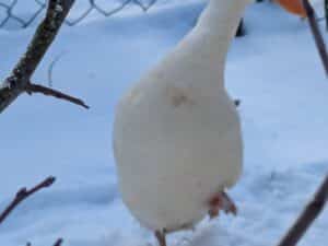 Bruteier Weiße Zwerglaufenten