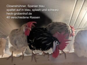 Bruteier blaue Spanier Hühner Clownshühner