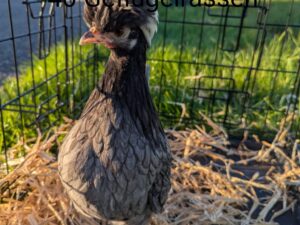 Bruteier Holl&auml;ndische Zwerghaubenh&uuml;hner