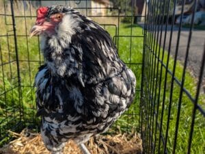 Bruteier Ameraucana Ermine