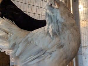 Bruteier Ameraucana Blau