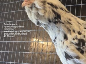 Bruteier Ameraucana Ermine