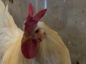 Bruteier Sizilianische Hörnerkämme