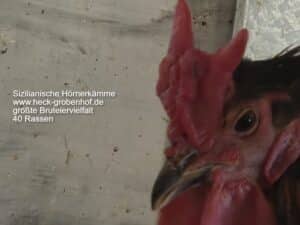 Bruteier Sizilianische Hörnerkämme