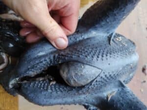 Bruteier Dongxiang Lukadenji Farbe nach Verfügbarkeit (chinesische Medizin)