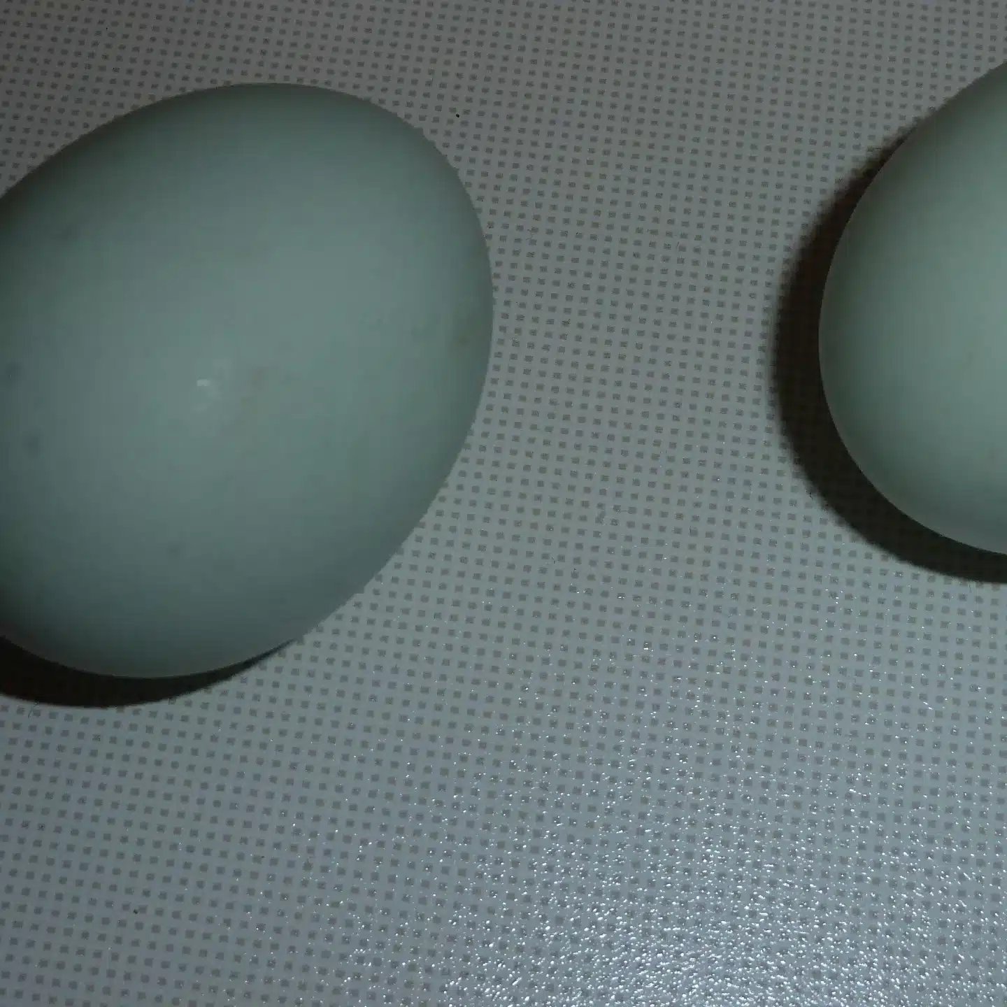 Bruteier Dongxiang Lukadenji Farbe nach Verfügbarkeit (chinesische Medizin) – Bild 5