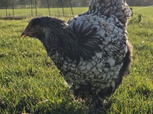 Bruteier Große Cochin im Farbschlag Farbschlag Silber-schwarzgesäumt