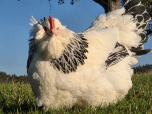 Bruteier Lachshühner Farbschlag weiß -schwarzcolumbia