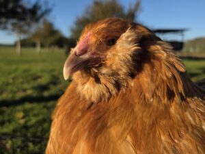 Bruteier Ameraucana im Farbschlag Buff (Gelb)