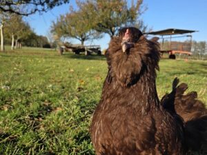 Bruteier Ameraucana im Farbschlag Chocolate (beeindruckt durch Größe und Körperfülle)