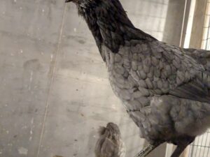 Bruteier Ameraucana blau