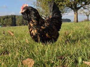 Bruteier große Thüringer Barthühner im Farbschlag Gold-schwarzgetupft
