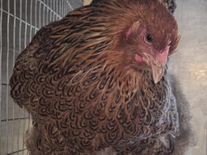 Bruteier Ameraucana im Farbschlag Buff (Gelb)