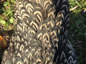Bruteier Barnevelder silber-schwarz-doppeltgesäumt